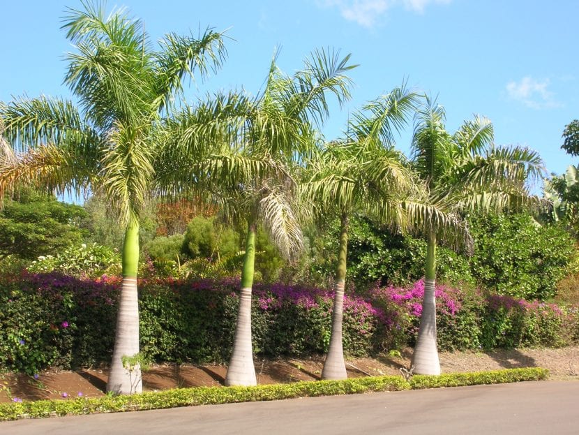 Palmera real, Roystonea regia, de gran porte en un paseo