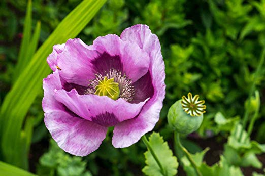 Amapola (Papaver rhoeas): cómo distinguirla y sembrarla