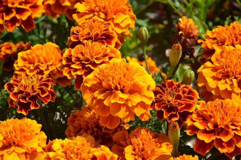Flores anaranjadas de clavel de la India en plena floración