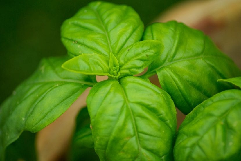 Planta de albahaca con abundante follaje