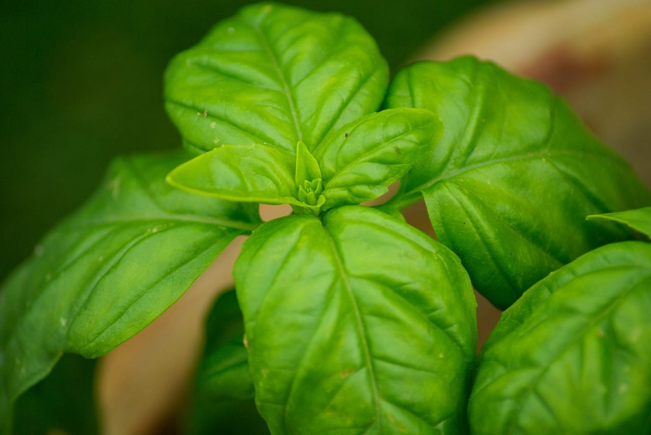Cómo evitar que la albahaca se espigue y florezca