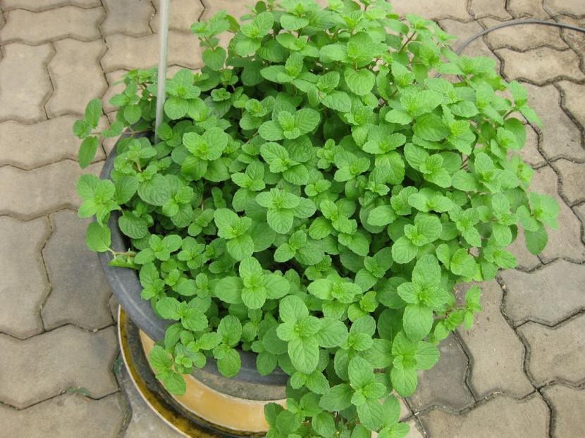 Mata de hierbabuena cultivada en maceta