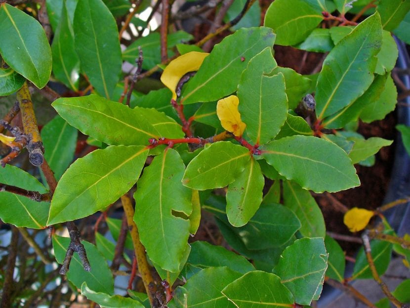 Hojas de laurel, Laurus nobilis, en la planta