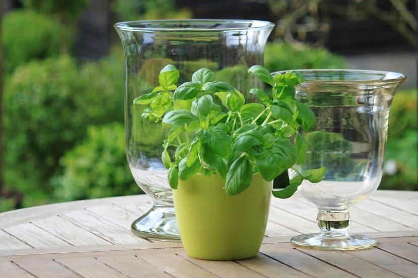 Mata de albahaca cultivada en maceta