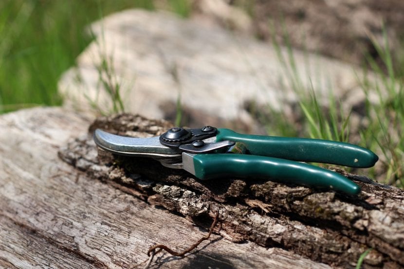 Tijeras de podar limpias y afiladas para recortar aromáticas
