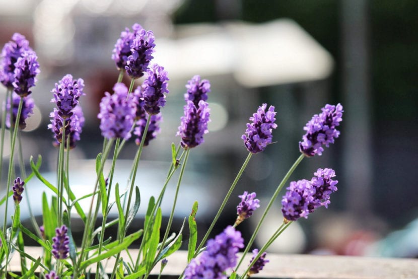 Espigas florales de lavanda en plena floración