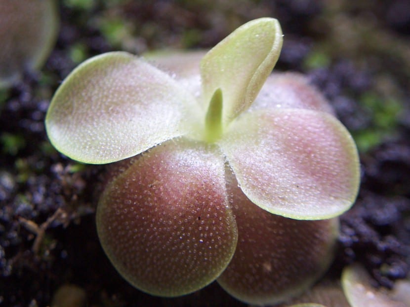 Pinguicula Sethos en flor