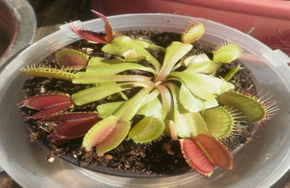 Trampas abiertas de Venus atrapamoscas con el interior rojo