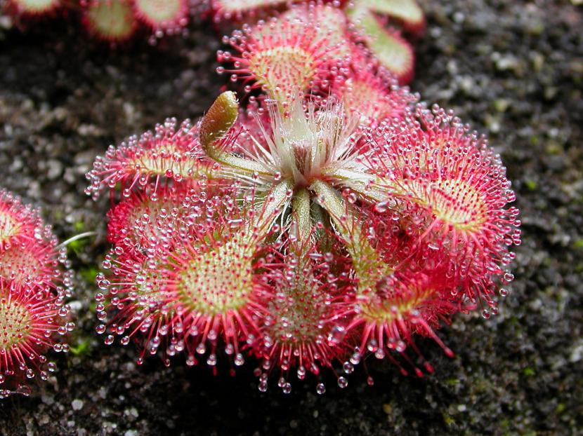 Drosera spatulata con las gotas de mucílago en las hojas