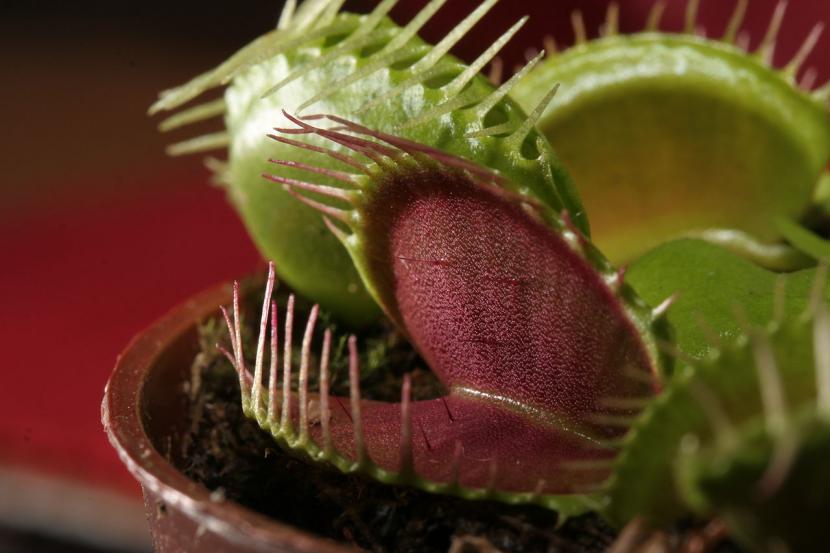 Errores al cultivar plantas carnívoras y cómo corregirlos