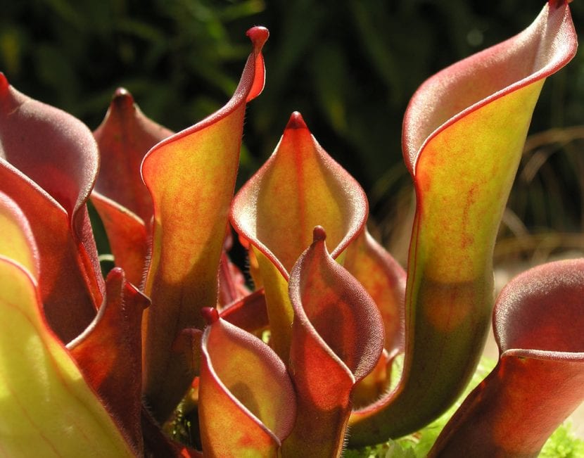 Jarras de Heliamphora con la cuchara nectarífera en el extremo superior