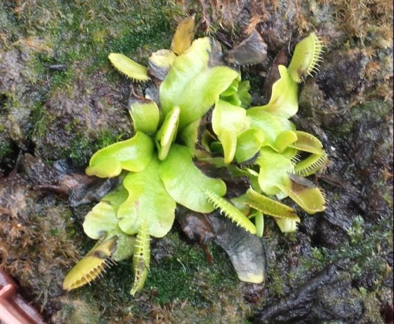 Dionaea muscipula en reposo invernal con las trampas ennegrecidas