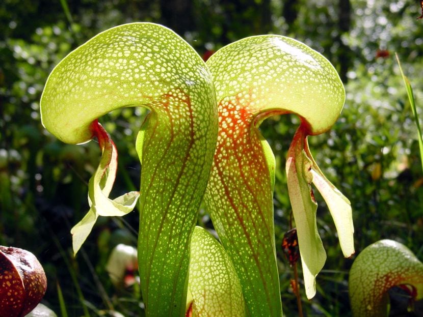 Darlingtonia, Byblis y Roridula: carnívoras poco conocidas