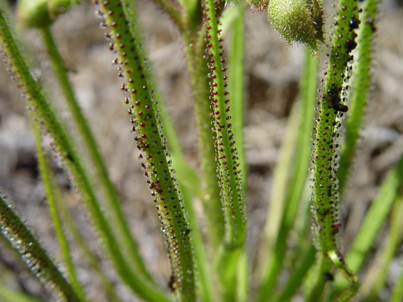 Drosophyllum lusitanicum, carnívora ibérica de hojas filiformes