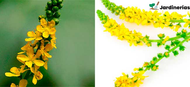 Agrimonia: cómo es y cómo se cultiva