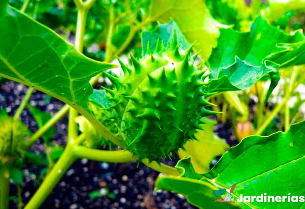 Estramonio: planta tóxica, cómo reconocerla