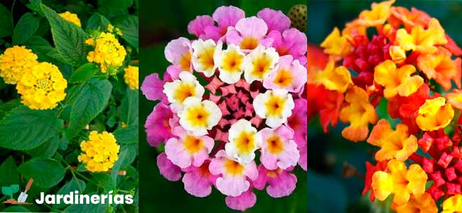 Lantana camara: cuidados, poda y variedades