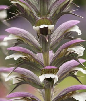 Acanthus mollis: el acanto del capitel corintio