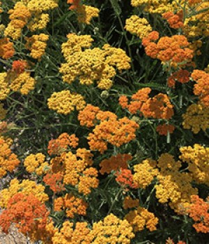 Achillea millefolium: milenrama en el jardin seco