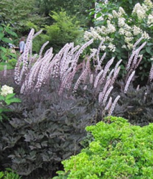 Actaea simplex: cimicifuga de hoja purpura