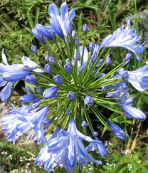 Agapanthus africanus: cultivo del agapanto azul