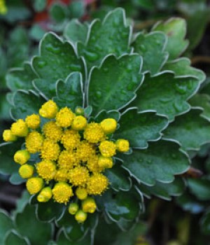 Ajania pacifica: hoja plateada y flor de otono