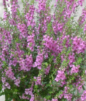 Angelonia angustifolia: flor de verano a pleno sol