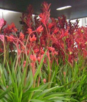 Anigozanthos flavidus: la pata de canguro