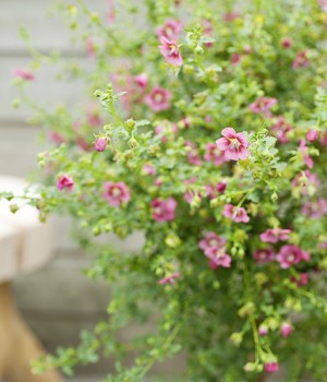 Anisodontea capensis: cuidados de la malva del Cabo