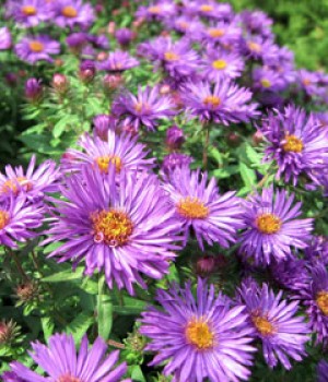 Aster novae-angliae: la vivaz que florece en otoño