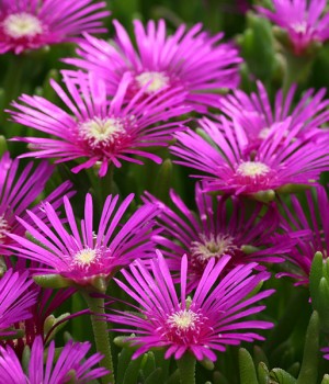 Delosperma cooperi: tapizante suculenta y resistente