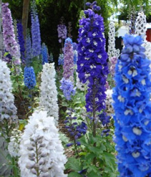 Delphinium elatum: cultivo de las espuelas de caballero