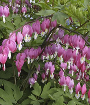Dicentra spectabilis: el corazón de María en sombra