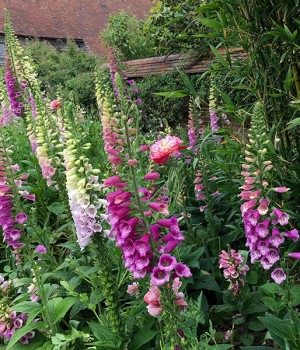 Digitalis: cultivo y toxicidad de las digitales