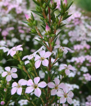Diosma hirsuta: cultivo y cuidados del arbusto