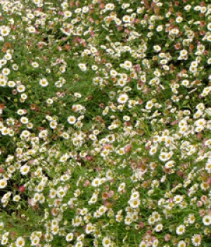 Erigeron karvinskianus: la margarita de los muros