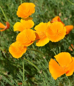 Amapola de California: siembra y cuidados