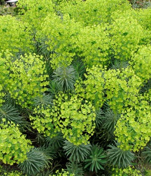 Euphorbia characias: cuidados y poda segura