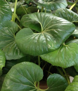 Farfugium japonicum: cuidados en sombra