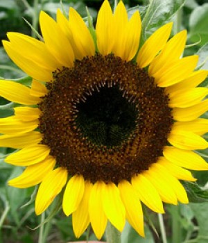 Girasol: siembra, cuidados y recogida de pipas