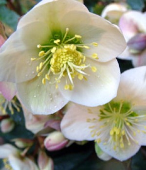 Helleborus: cultivo de la rosa de Navidad