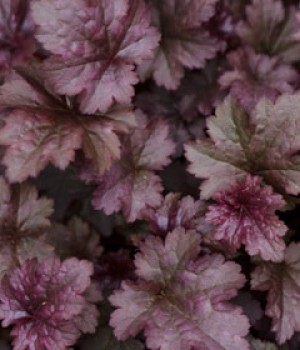Heuchera micrantha: cuidados y color en sombra