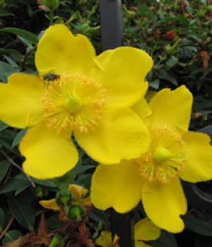 Hypericum patulum: poda y cuidados del hipérico