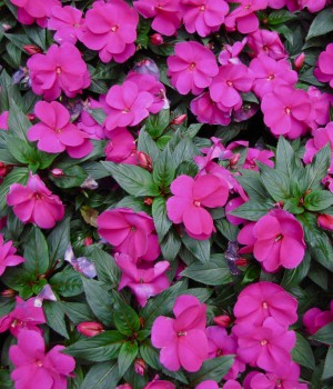 Impatiens hawkeri: cuidados de la alegría guineana