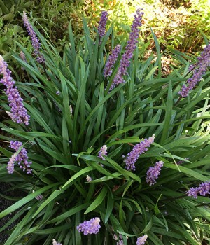 Liriope muscari: la vivaz de sombra que florece en otoño