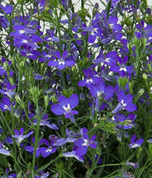 Lobelia erinus: el azul intenso para cestas y jardineras