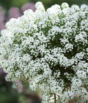 Lobularia maritima: el aliso marítimo, tapizante y perfumado