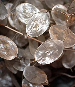 Lunaria annua: las monedas del Papa en el jardín