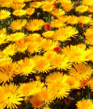 Mesembryanthemum criniflorum: color en rocalla seca