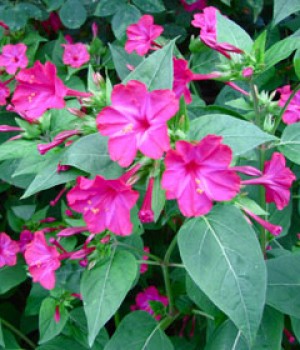 Mirabilis jalapa: el dondiego de noche en el jardín